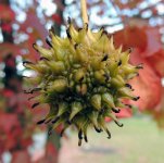 DSCN8931.jpg