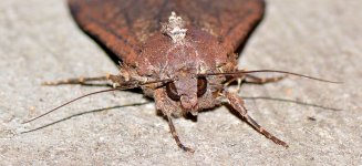 moth4.jpg