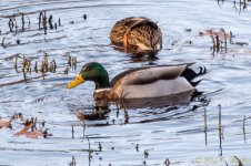DSC_5139.jpg