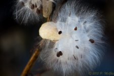 DSC_5145.jpg