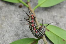 DSC_0564.jpg
