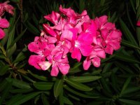 DSCF0494.jpg