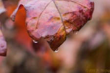 DSC_5178.jpg
