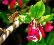 Bee zoned in reduced.jpg