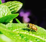 fly3.jpg