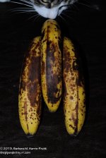 309 Bananas & Alex-131107_01.jpg