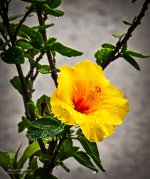 flowerrain-1.jpg