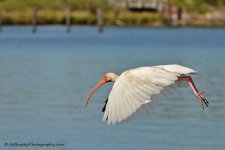DSC_8095.jpg