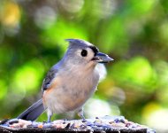 Bird_05.jpg