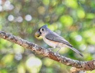 Bird_01.jpg