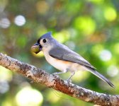 Bird_02.jpg
