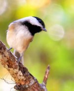 Bird_03.jpg