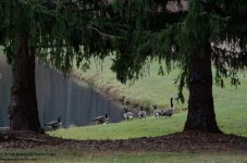 311 Geese-131109-01_01.jpg