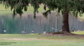 311 Geese-131109-02_01.jpg