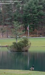 311 Goose-131109_01.jpg