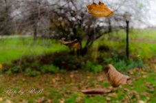 20131107-_1RB0492.jpg