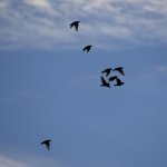 DSC_0590.jpg