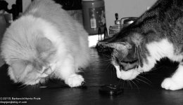 312 Creature & Alex-131110_01.jpg