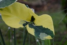 DSC_0277.jpg