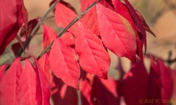 DSC_5278.jpg