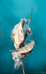 DSC_5294.jpg