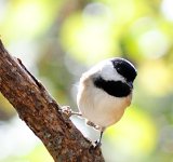 bird_cropped_05.jpg
