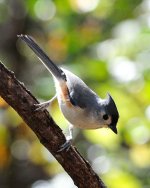 bird_cropped_03.jpg
