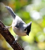 bird_cropped_04.jpg