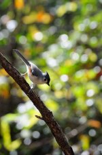 bird_uncropped_03.jpg
