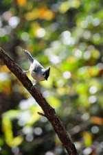 bird_uncropped_04.jpg