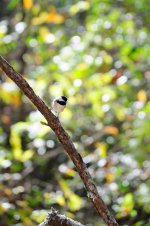 bird_uncropped_05.jpg