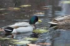 DSC_5331.jpg