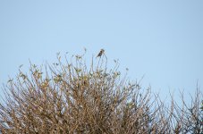 DSC_2244.jpg