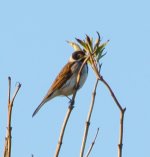 DSC_2244m.jpg