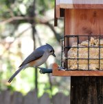 Bird_Feeding_01.jpg