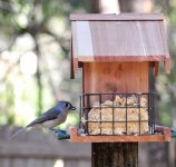 Bird_Feeding_02.jpg