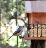 Bird_Feeding_04.jpg