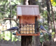 Bird_Feeding_05.jpg