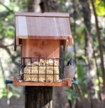 Bird_Feeding_06.jpg
