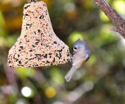 Bird_Feeding_08.jpg