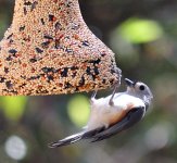 Bird_Feeding_07.jpg