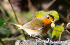 DSC_3178.jpg