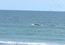 whale 2.jpg