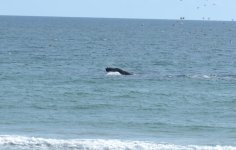 whale.jpg