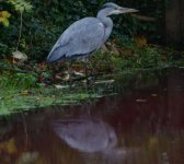 Red-water-blue-heron.jpg Red-water-blue-heron.jpg