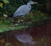 Red-water-blue-heron.jpg