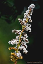 DSC_8698.jpg