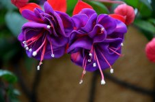 DSC_7511.jpg