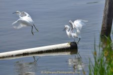 DSC_5274.jpg
