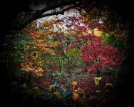 Autumn Colours-2.jpg